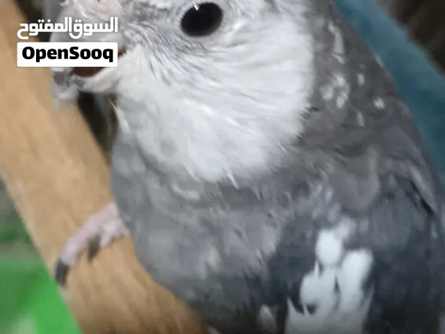 كوكتيل وايت فيس