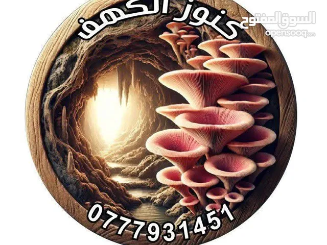 فطر محاري بلدي