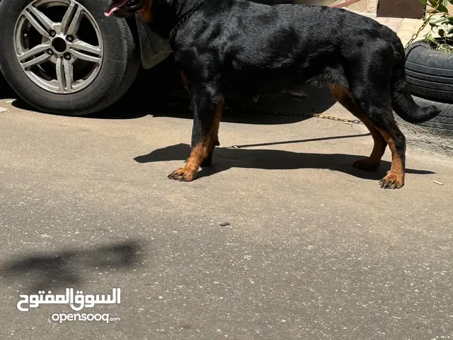 نتاية روت للبيع