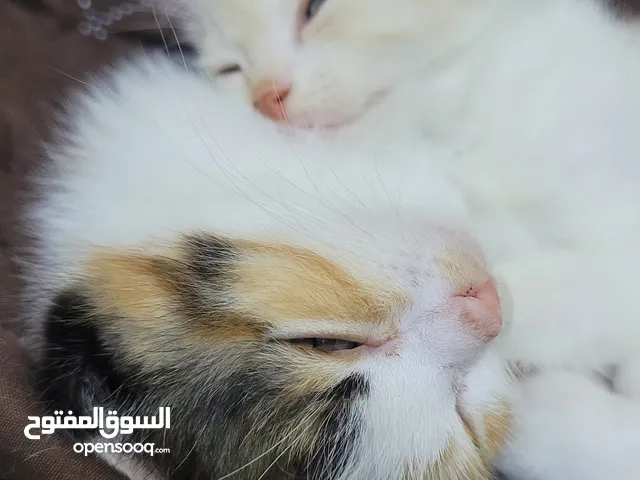 scottish fold, shiraz