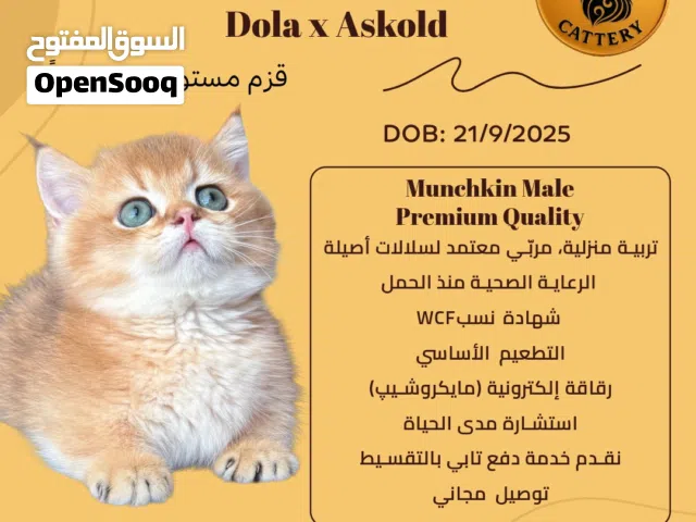 قط مانشكن مستوى عالي Munchkin