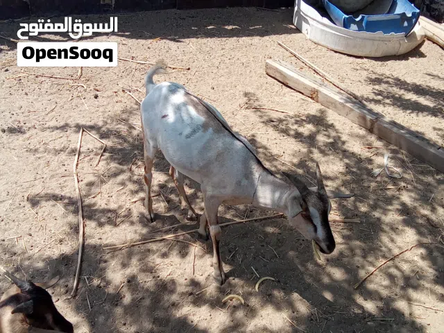 حلال مطعوم طعم الدار (اقرا الوصف )