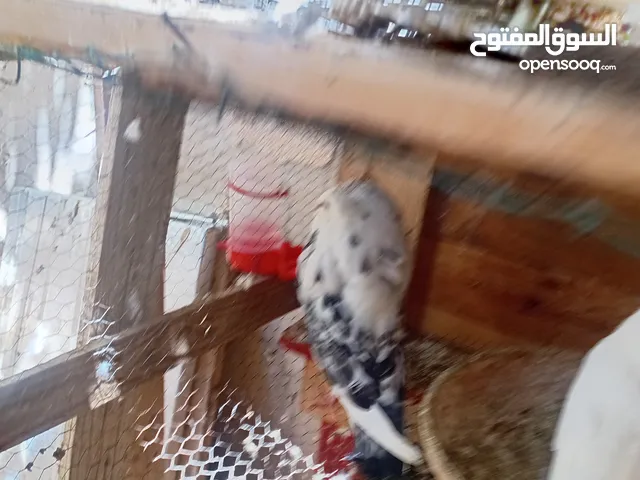 حمام فراري وكوبيه زاجل للبيع