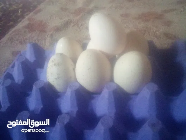 بيض حبش للبيع في الخالديه المفرق