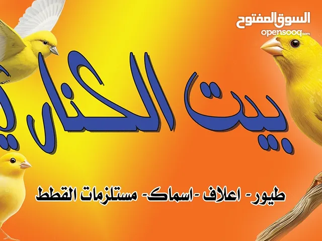 عصافير حب وطيور جنه