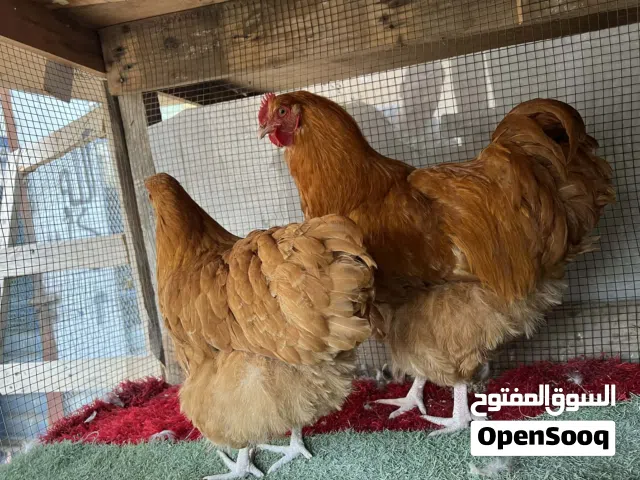 كوبي كلا مريند العمر6 أشهر ما شاء الله بصحة جيدة