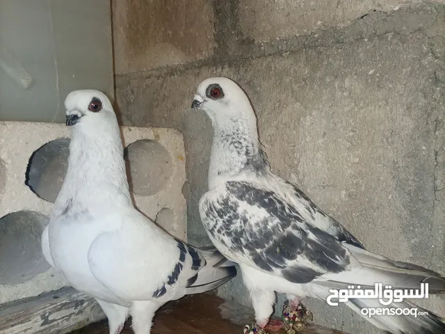 10 جواز مشكلات 3 فحول بصلاه ع النبي اقرا الوصف