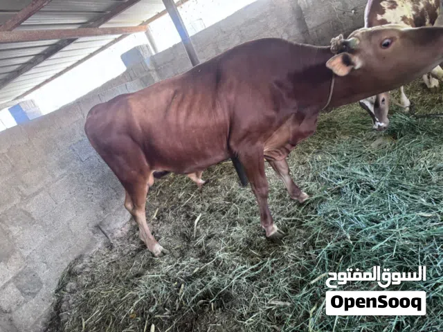 للبيع ثور عماني  العمر سنتين