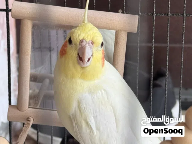 كوكتيل ذكر