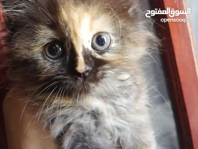 قطوقطه كاليكو 54يوم بس