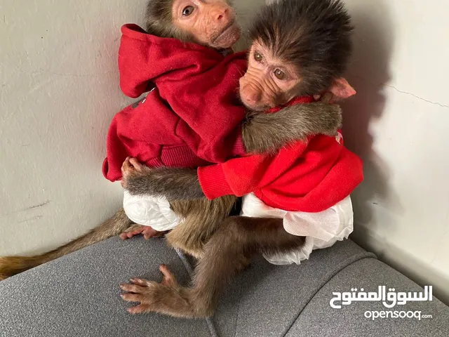 قرد العمر شهرين