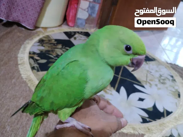 دره تبزيري طير مرتب وخشن اقرا التفاصيل..