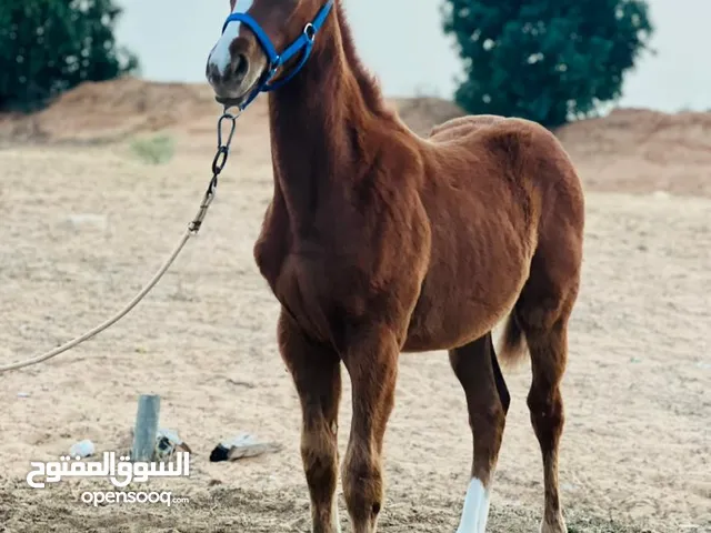 فلوه للبيع بنت رعد دمها 87