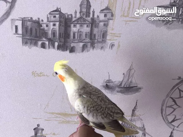 فرخ كوكتيل تايقر