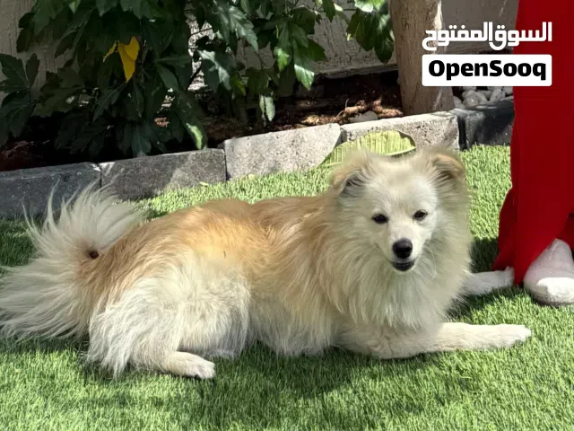 كلبه بومارينين للبيع لدواعي السفر