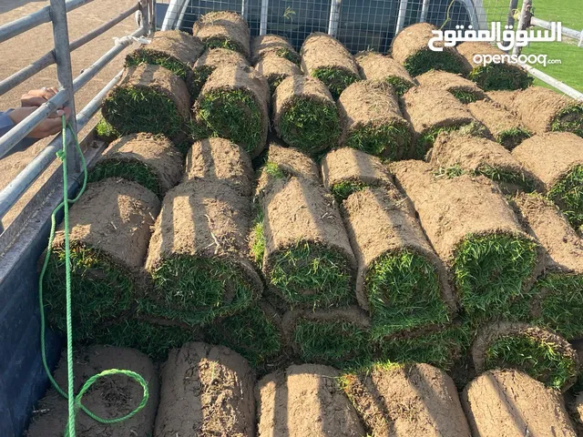 معشب طبيعي بلاسبيلم أو برمودا طبيعي بالمتر جودة عالية ونقاوة عالية ومن المزرعة مباشرة بأسعار رمزية.