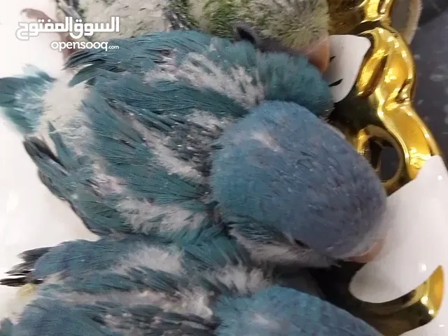 فراخ كويكر زق يدوي انتاج الاردن