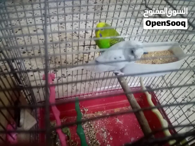 جوز طيور حب للبيع او للبدل بدون قفص