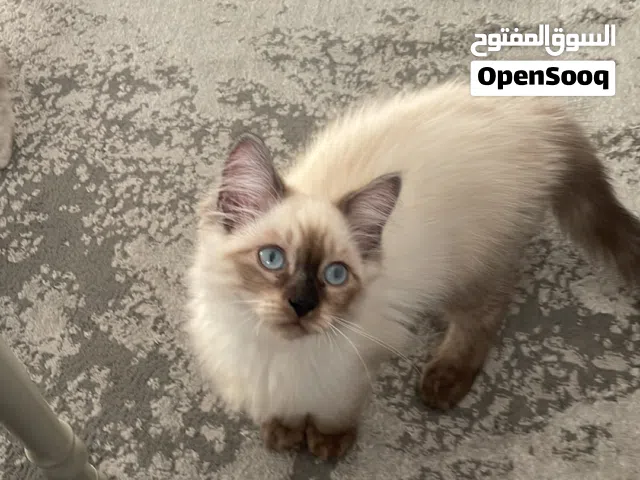 قطط ذكر وأنثى  هملايا