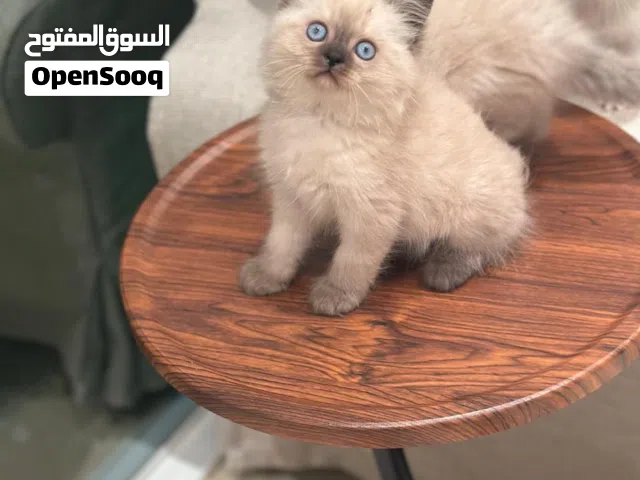 قطط هملايا العدد3