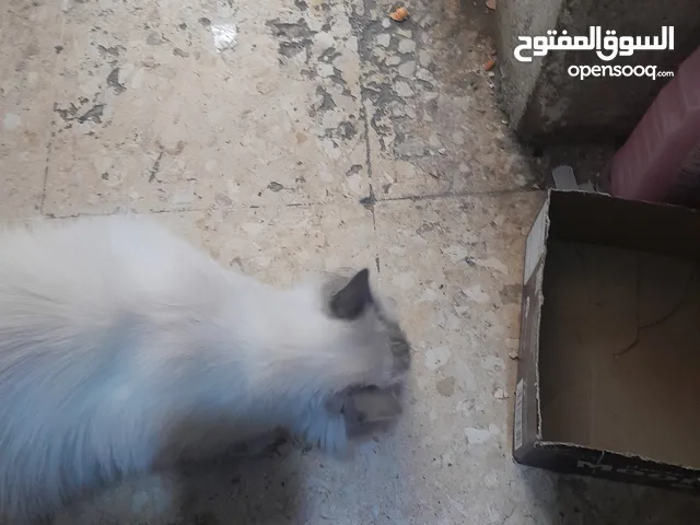 احلى بسبوسه بل منطقه