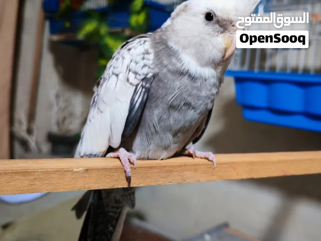 جوز كوكتيل