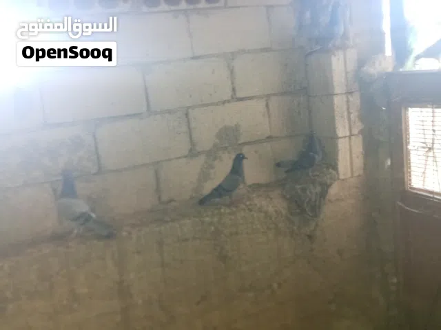 حمام بلدي شغال ميه بل ميه تحته زغاليل وبيض الموقع جرش المشيرفه