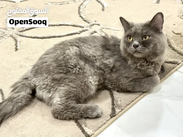نوع القط برتش شورت هير  ذكر للتبني مجانا  موقع القط الشارقه