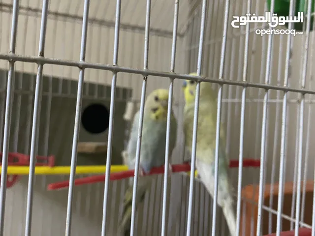 زوج طيور بادجي ألوان جميلة – نظافة عالية – انسجام رائع – مناسب لهواة الزينة والتربية داخل المنزل