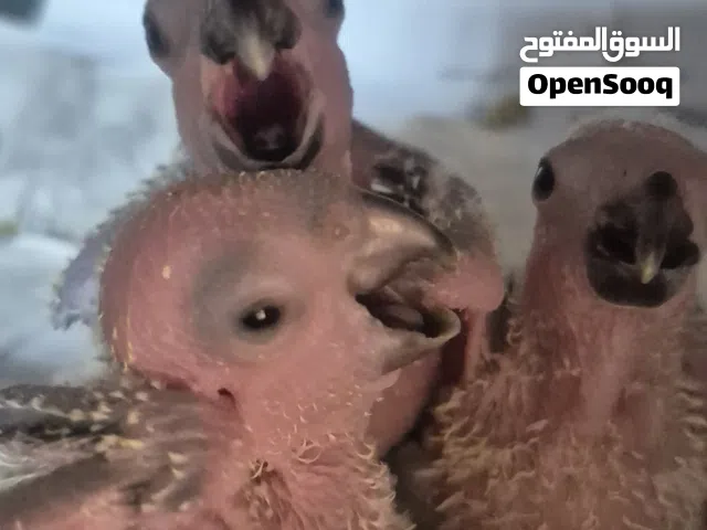 Sun Connure hand feeding chicks