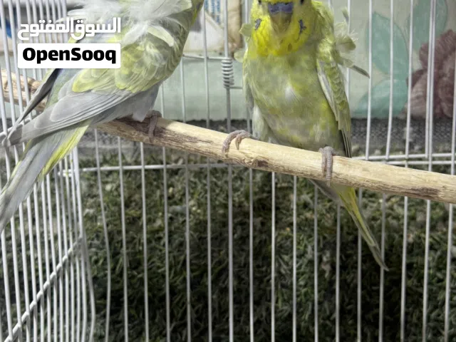 زوج هاجرمو