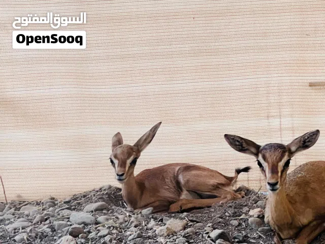 للبيع أناث غزال الديماني