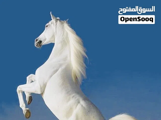مطلوب خروف اسباني