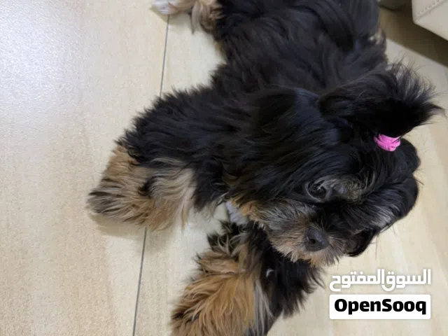 للبيع – شيتزو ذكر (Shih Tzu)