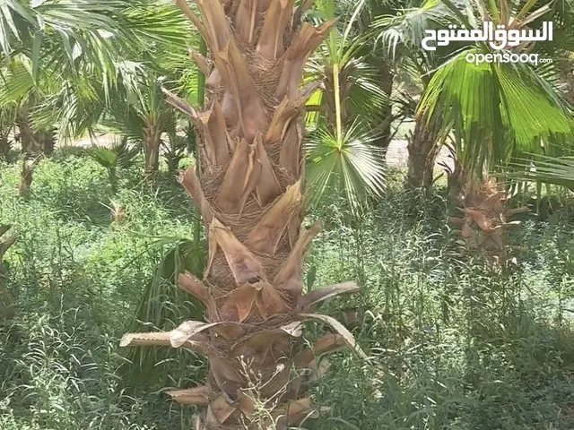 زرعه النخيل العربي المثمر وزراعه النخل الوشنطني الزينه وزراعه الاشجار