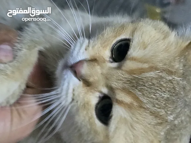 قط ذكر معقم للتبني