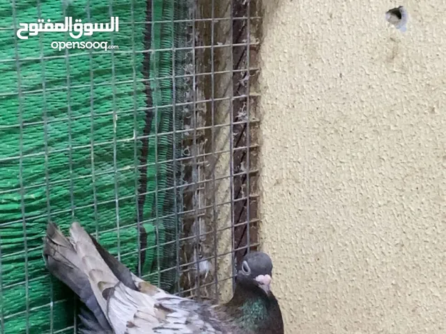 للبيع حمام زوجل وا دنش الوصف مهم