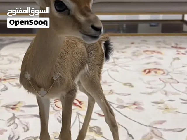 مطلوب غزال صغير