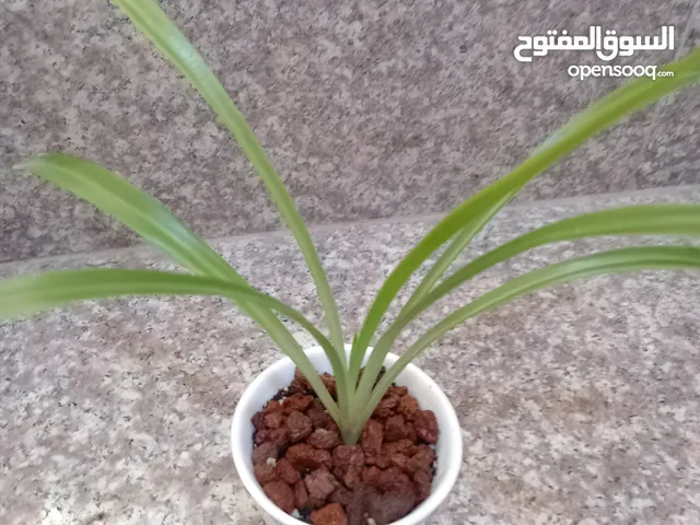 لاريد اعلان