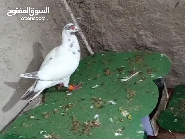 يوجد حمام للبيع في غيرهن كمان