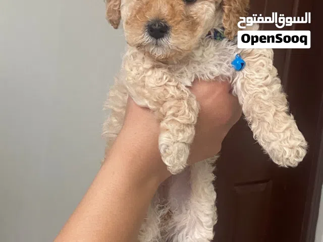 Sevimli yavru köpek sahiplendirilecektir! 2,5 aylık, çok tatlı ve oyuncu. Evde büyüdü, insanlar