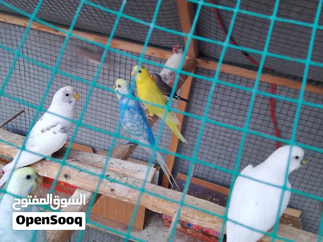 طيور حب للبيع..اقرء الوصف