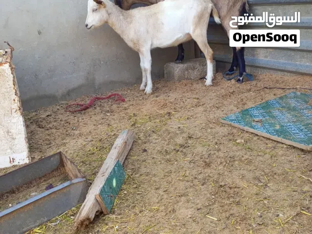 زوز عنايق فرنساوي سلالة حليب مش مبدلات وحده عشراء والتانية بل نصيب