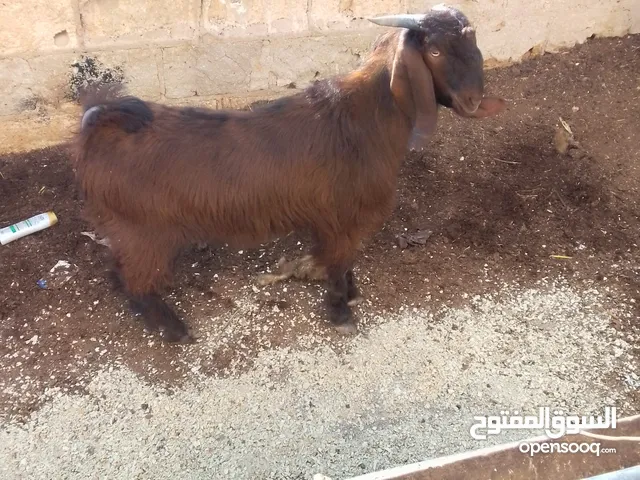 جدي لحم بصلاة على النبي
