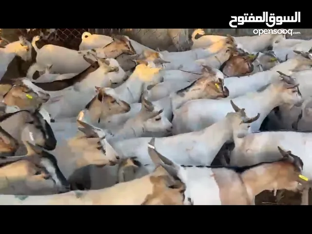 للبيع هلال