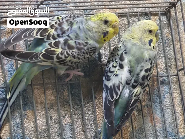 متاح 3 ازواج تركيبات برصاصي زوجين طيره وفحل وزوج مخلف سعر زوج ب12 مكان بغداد نفق الشرطة لا يوجد توصي