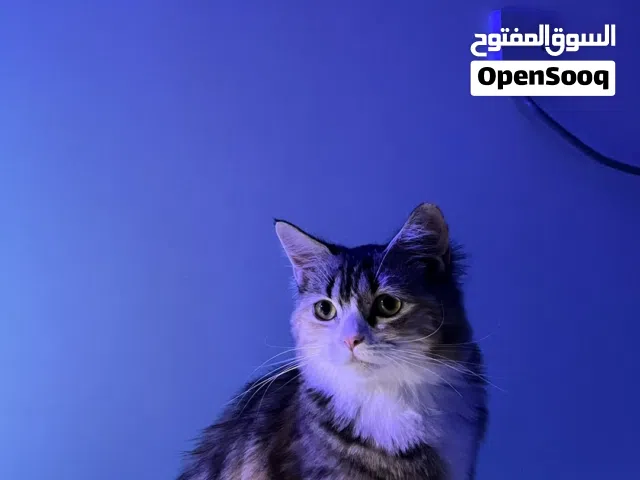 قطه شيرازيه انثى للبيع