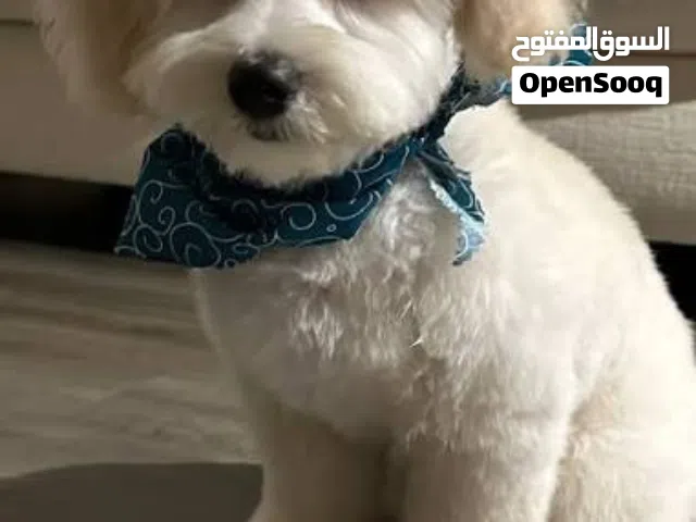 Maltipoo male dog