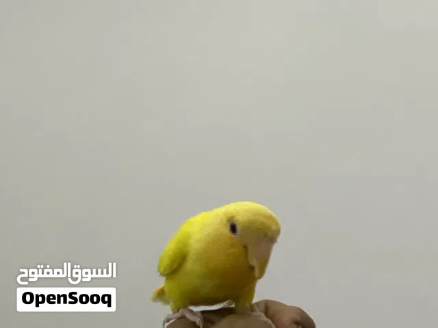روز اصفر أليف جدا عيونه لونهن احمر
