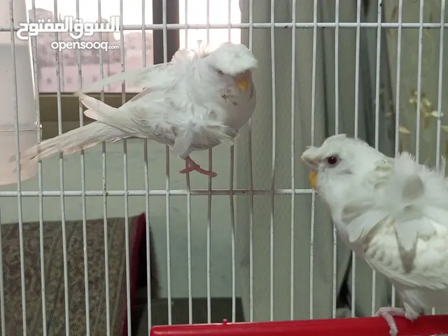 جوزين لاسونج البينو عين حمره زي الدم مستوى عالي وردات وكرست جوزين صحه ونظافة  بسعر مناسب